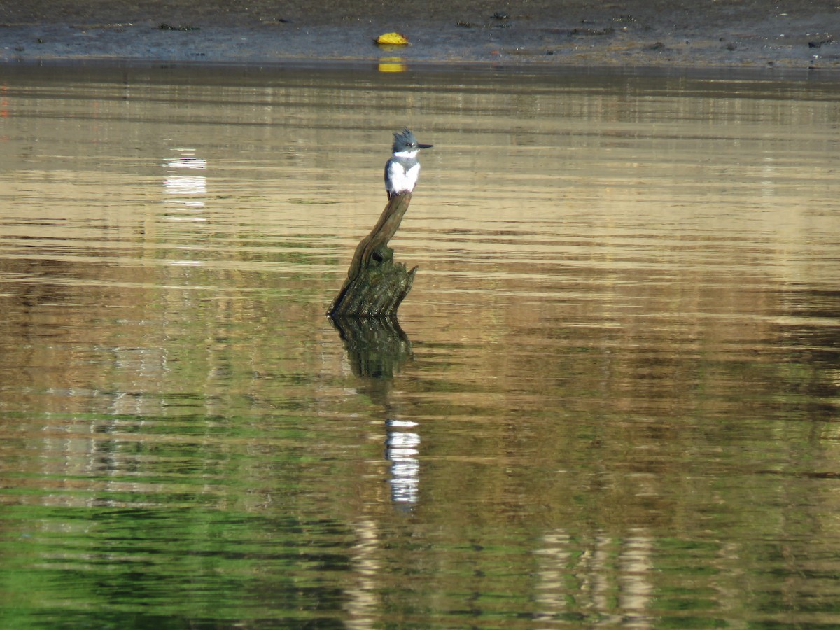 Belted Kingfisher - ML611009536