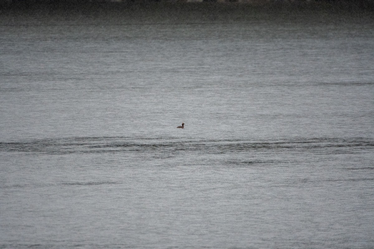 Horned Grebe - ML611009547