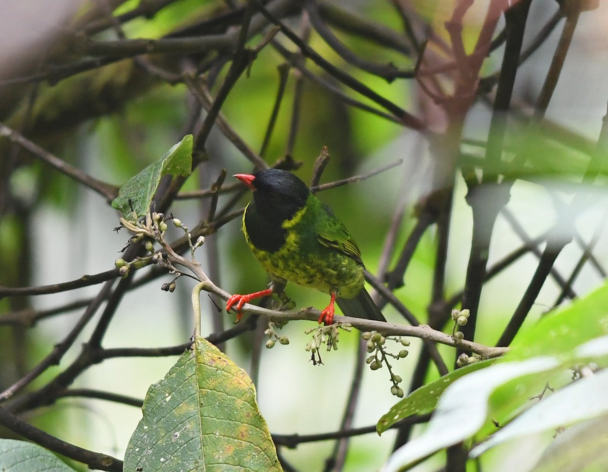 Green-and-black Fruiteater (Green-and-black) - ML611009568