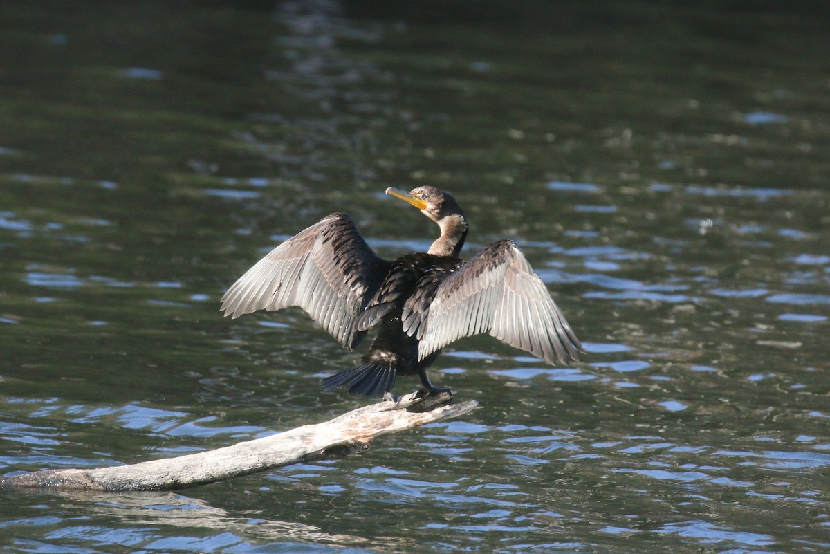 Double-crested Cormorant - David Carr