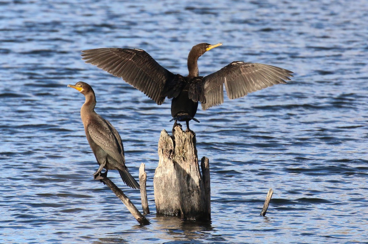 Cormoran à aigrettes - ML611009641