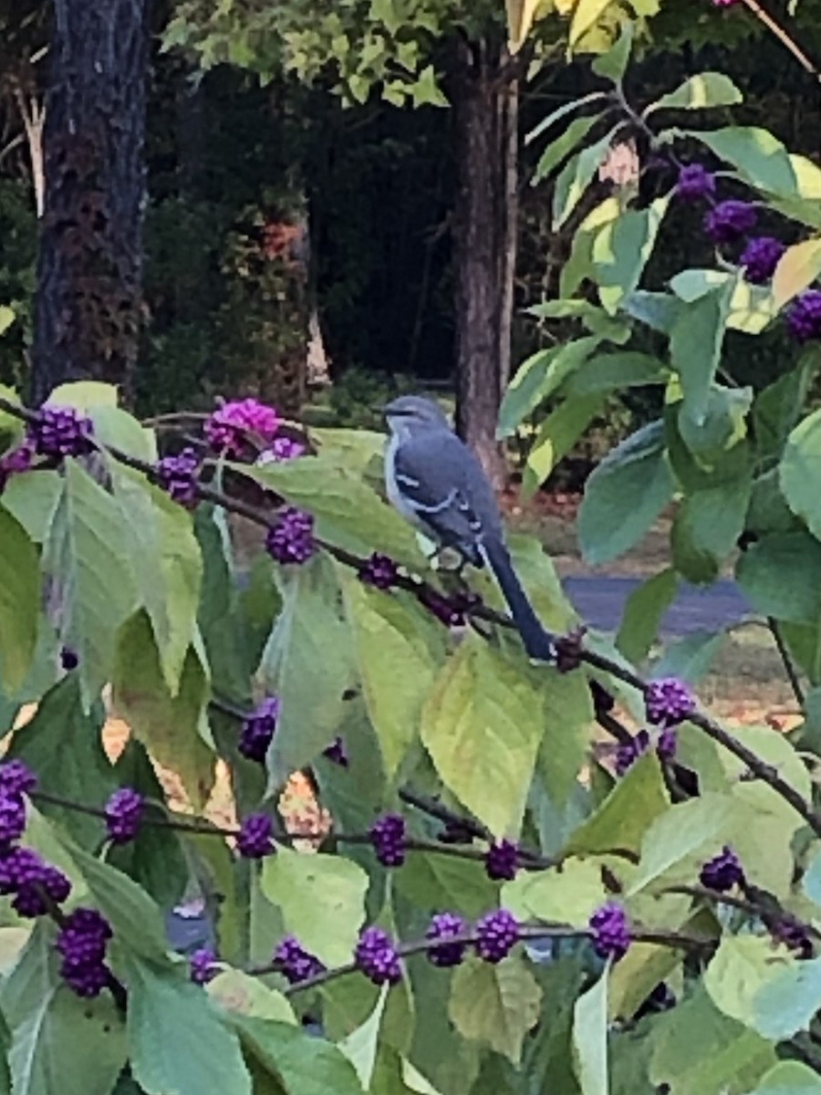 Northern Mockingbird - ML611009805