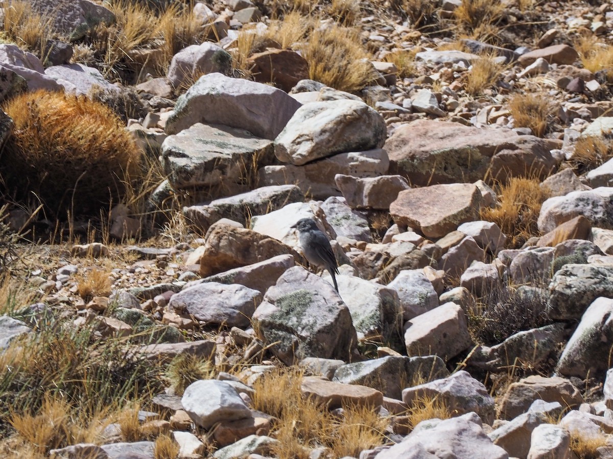 Boulder Finch - ML611009845