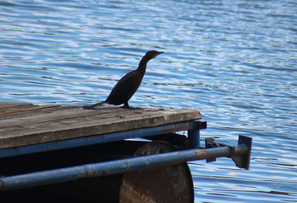 Pygmy Cormorant - ML611009874