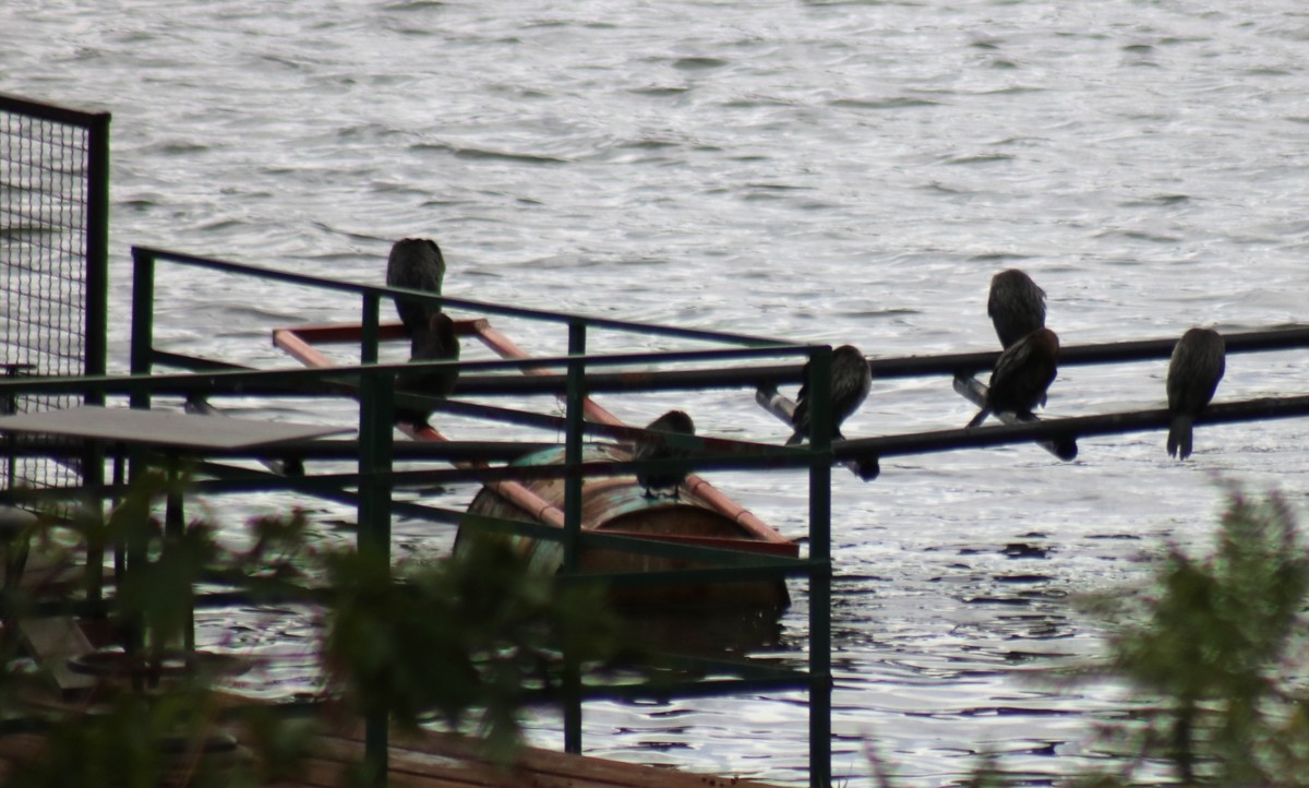 Pygmy Cormorant - ML611009875