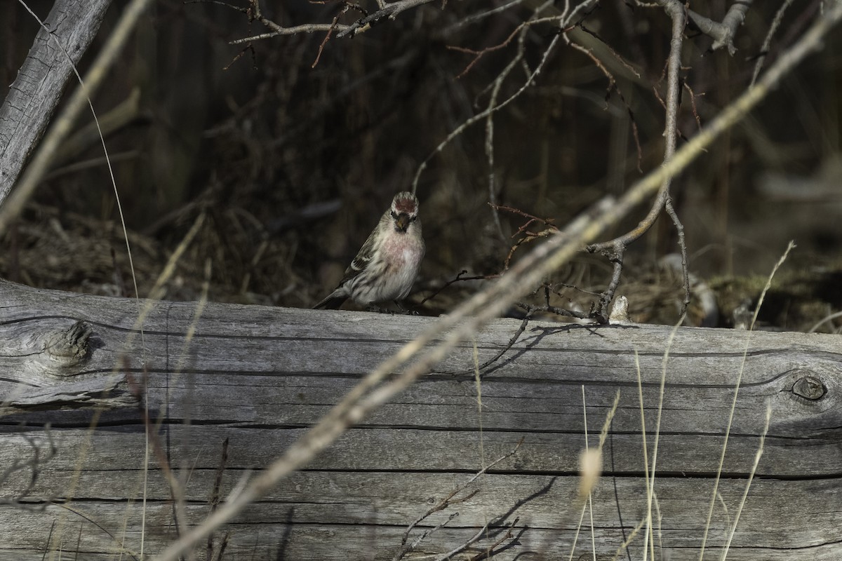 Common Redpoll - ML611009903