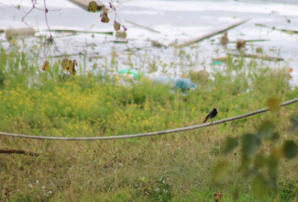 Black Redstart - Zorana Nikodijevic