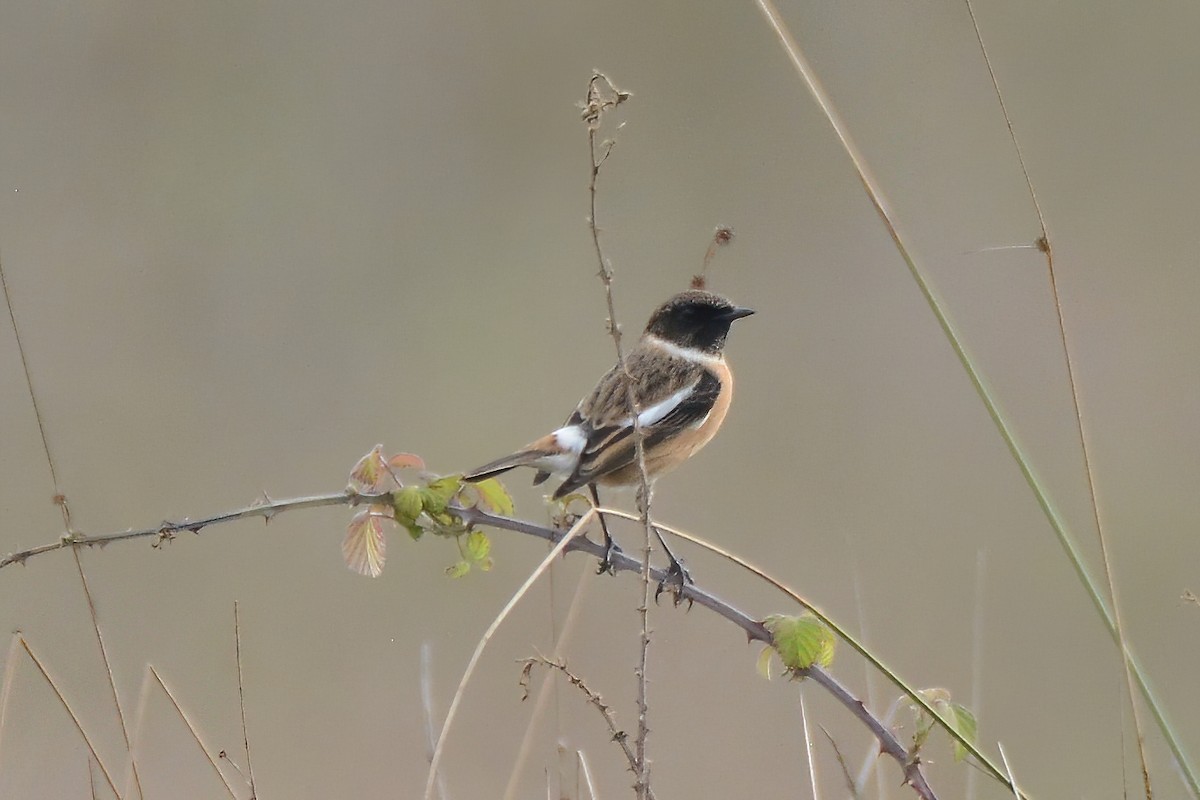 European Stonechat - ML611009999