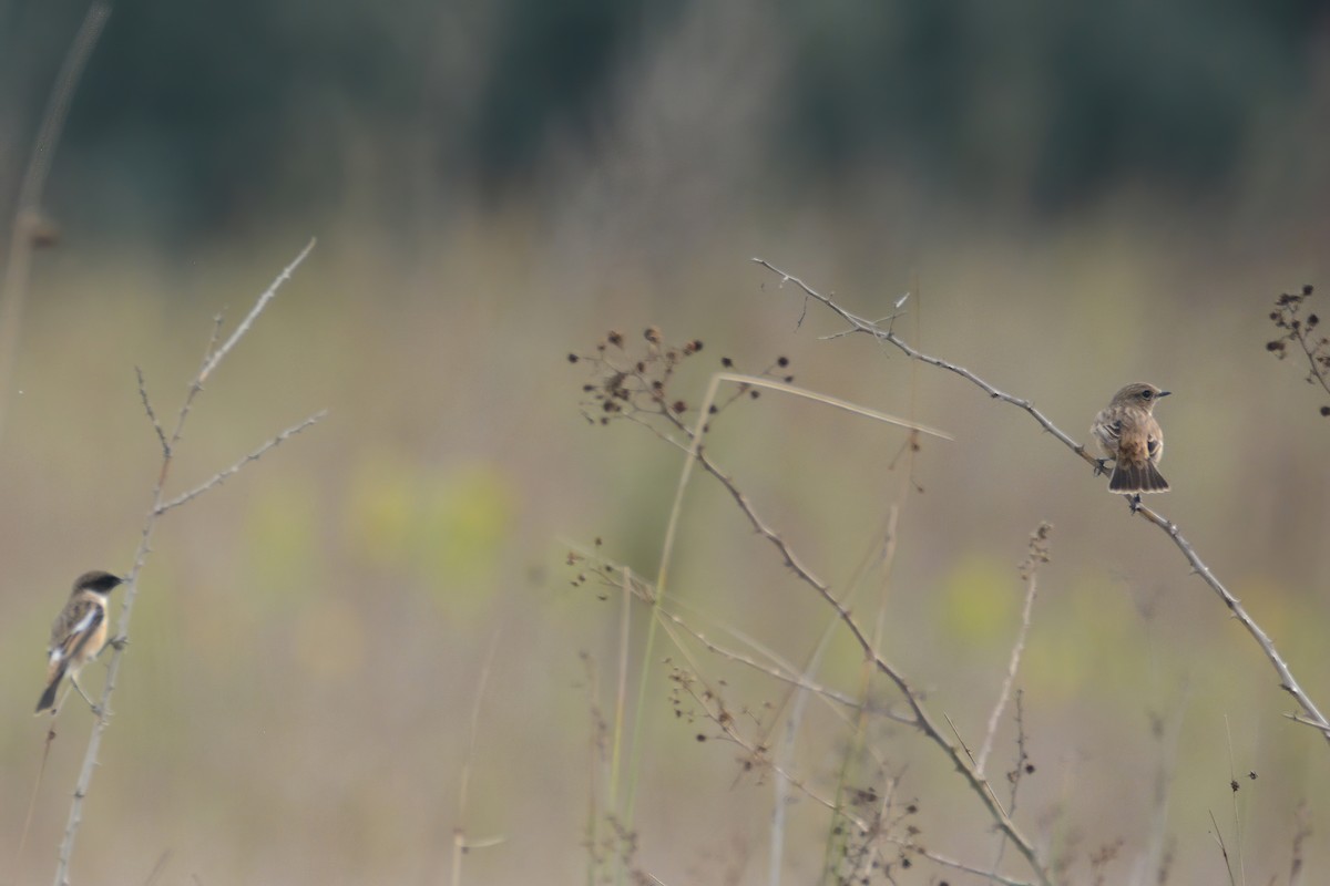 European Stonechat - ML611010009