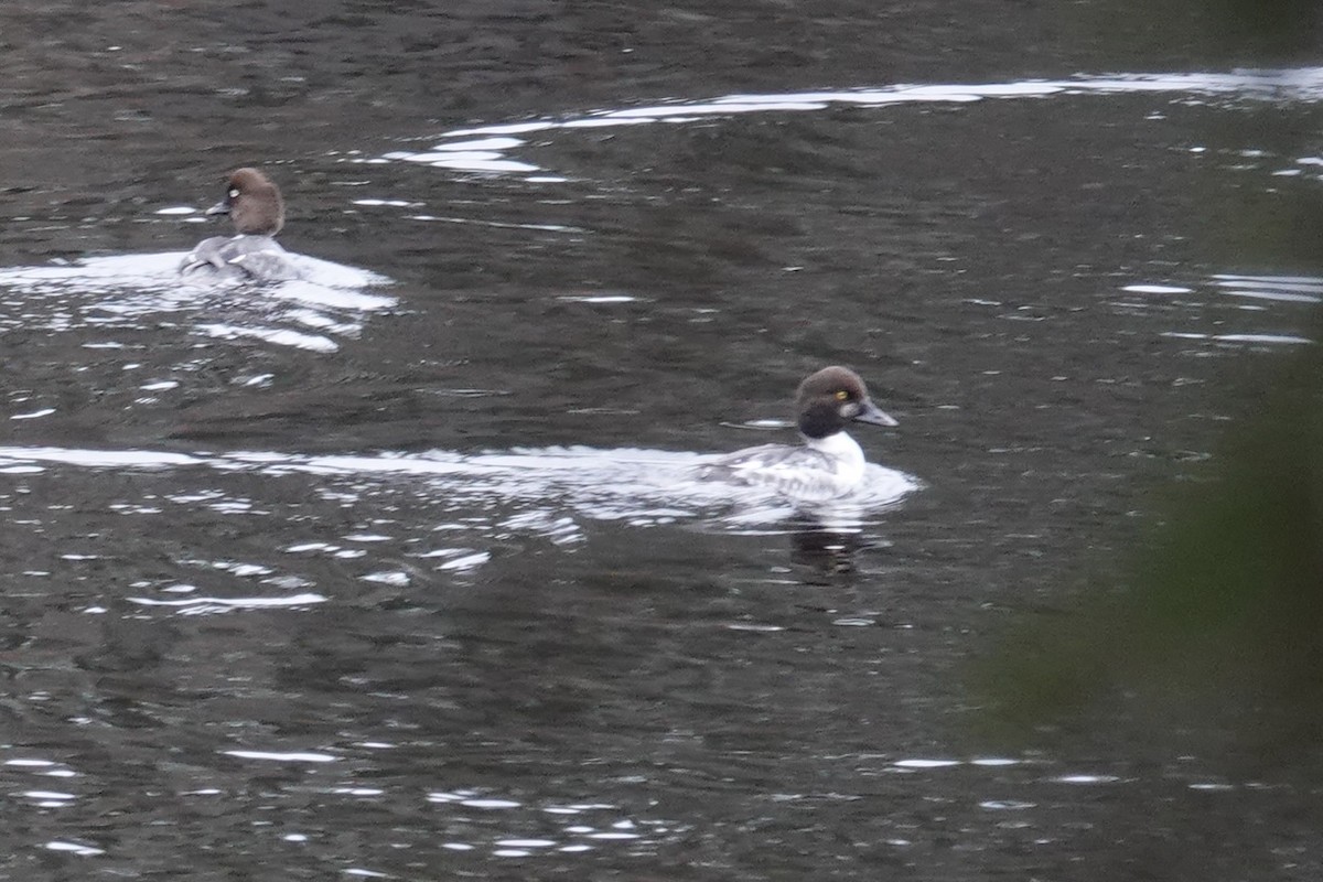 Common Goldeneye - ML611010103