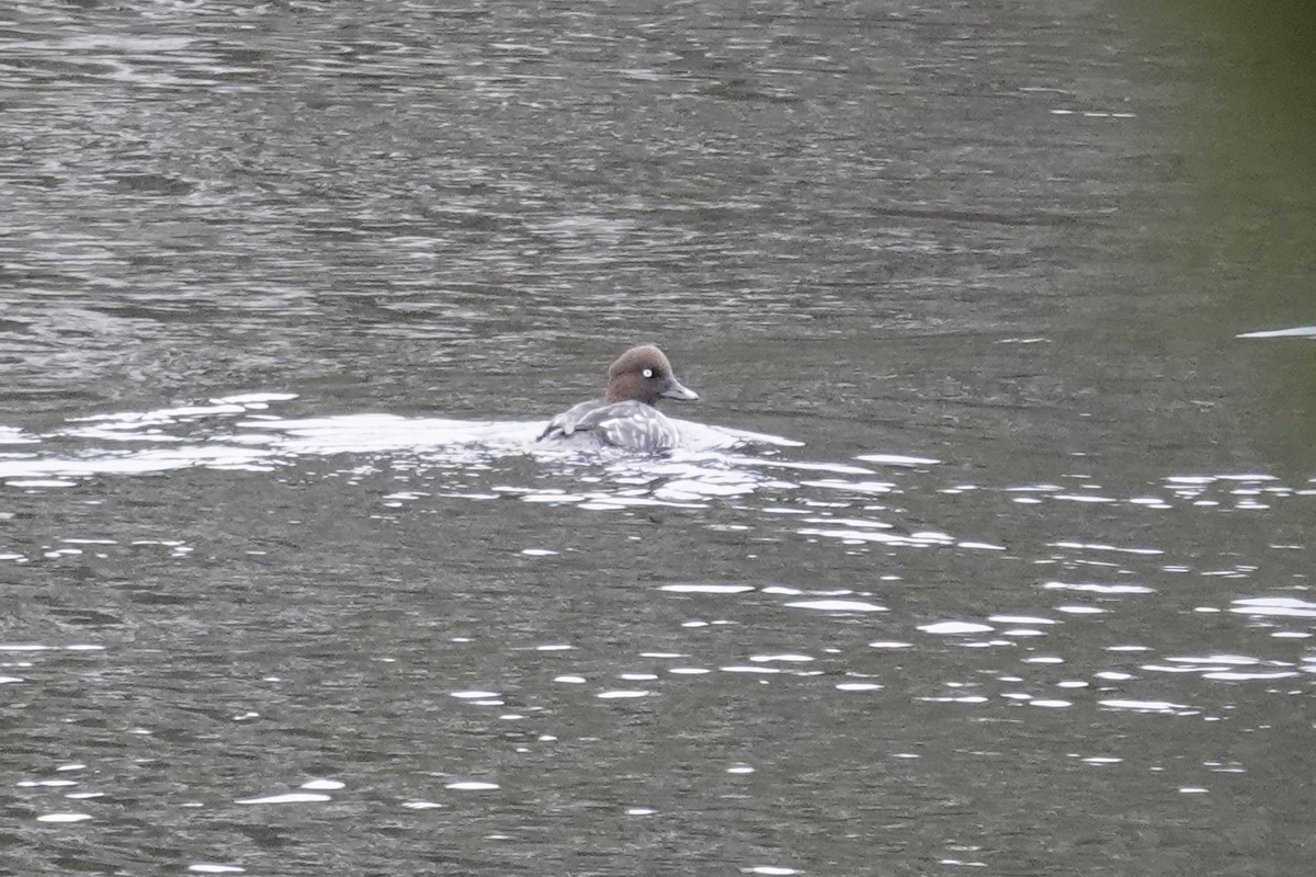 Common Goldeneye - ML611010104