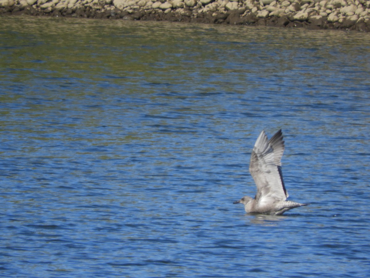 gull sp. - Andrew  Thomas