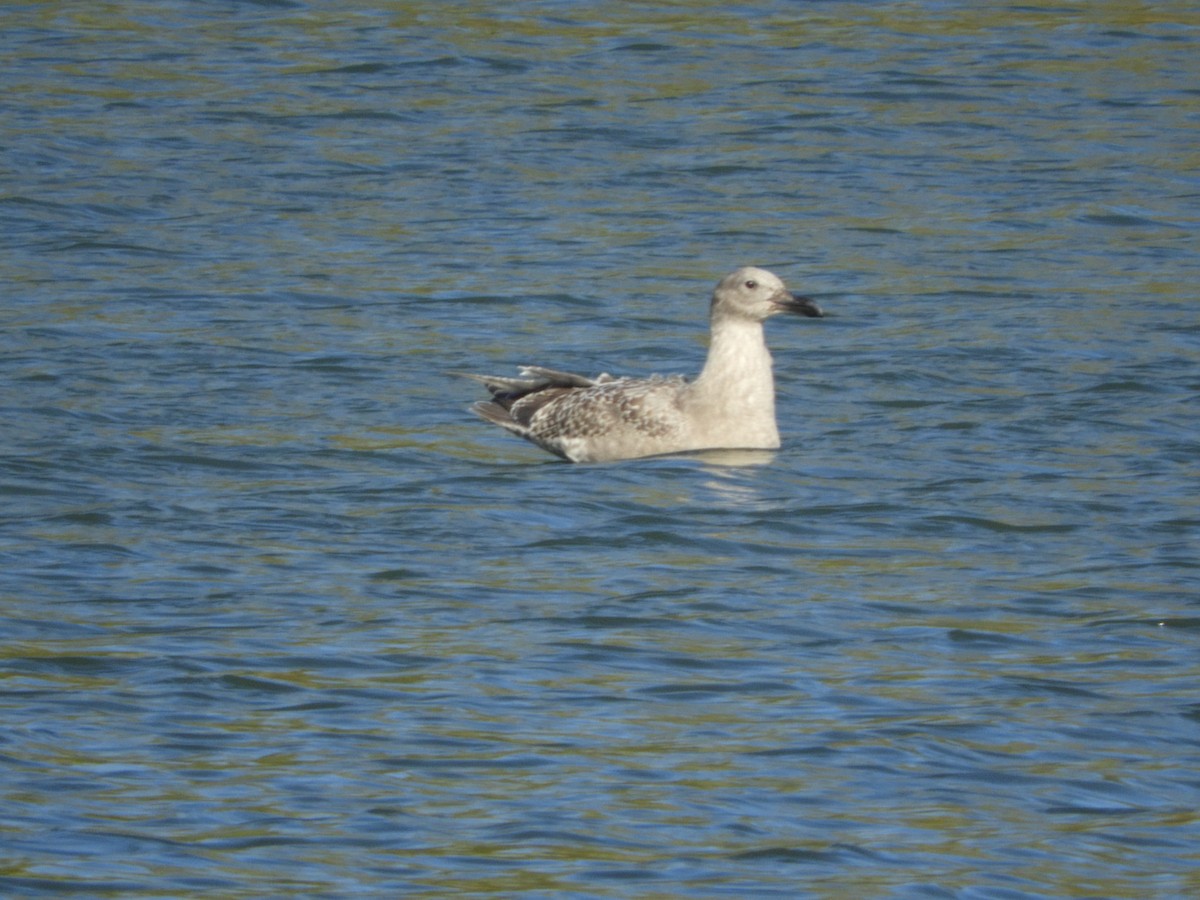 gull sp. - Andrew  Thomas