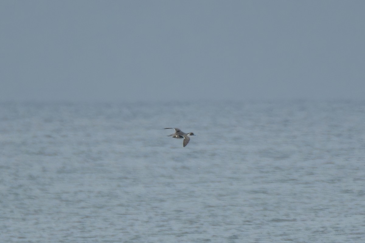 Northern Pintail - ML611010149