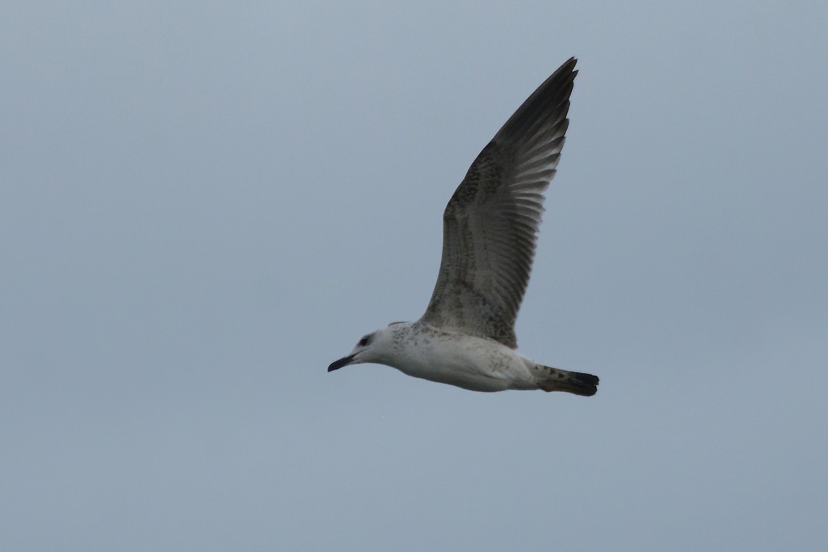 Caspian Gull - ML611010192