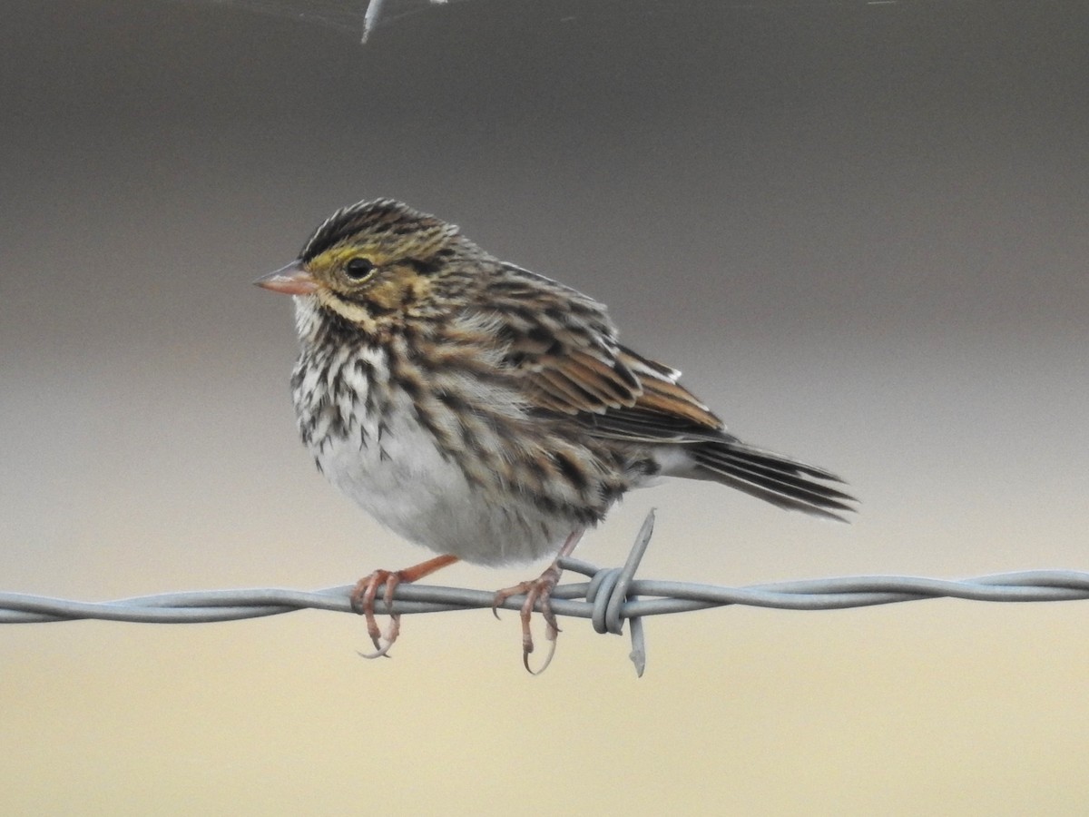 Savannah Sparrow - Roger Massey