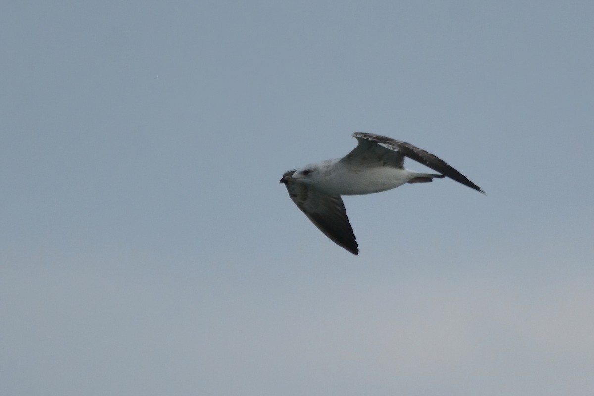 Armenian Gull - ML611010196