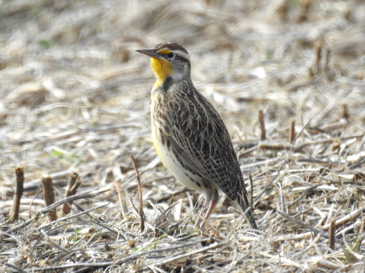 Western Meadowlark - Roger Massey