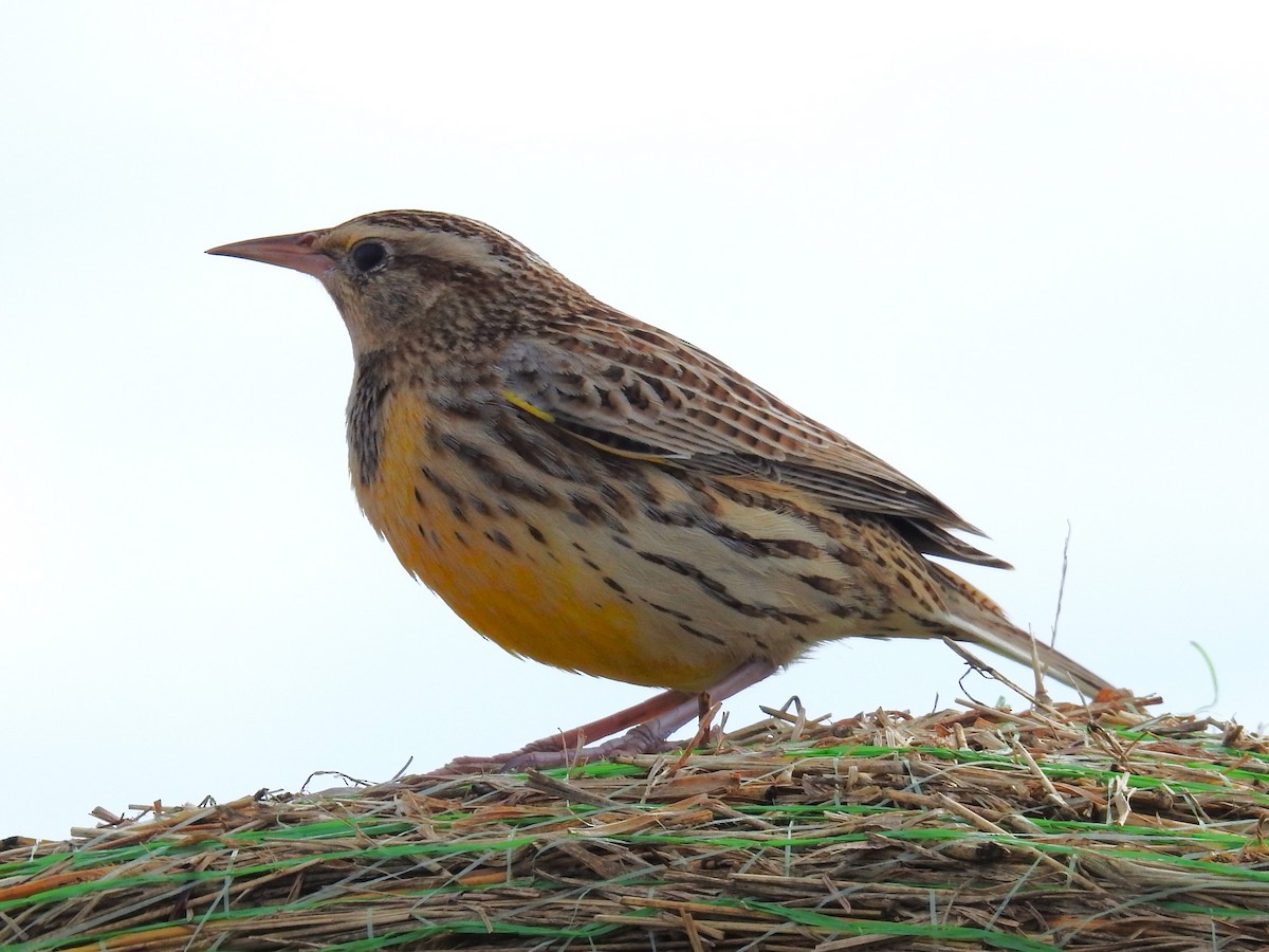 Eastern Meadowlark - Roger Massey