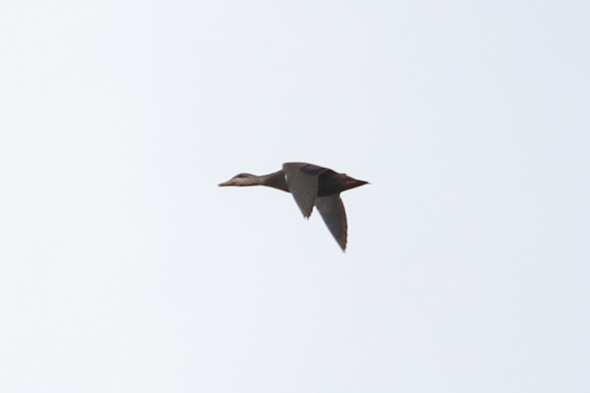 American Black Duck - ML611010286