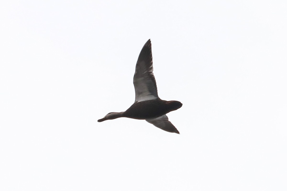 American Black Duck - ML611010287