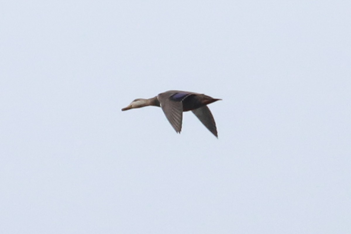 American Black Duck - ML611010288