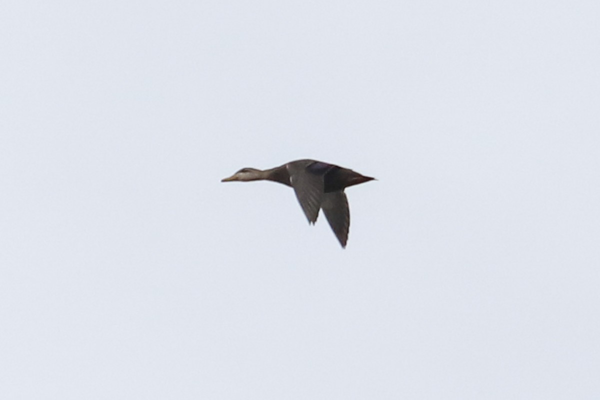 American Black Duck - ML611010289