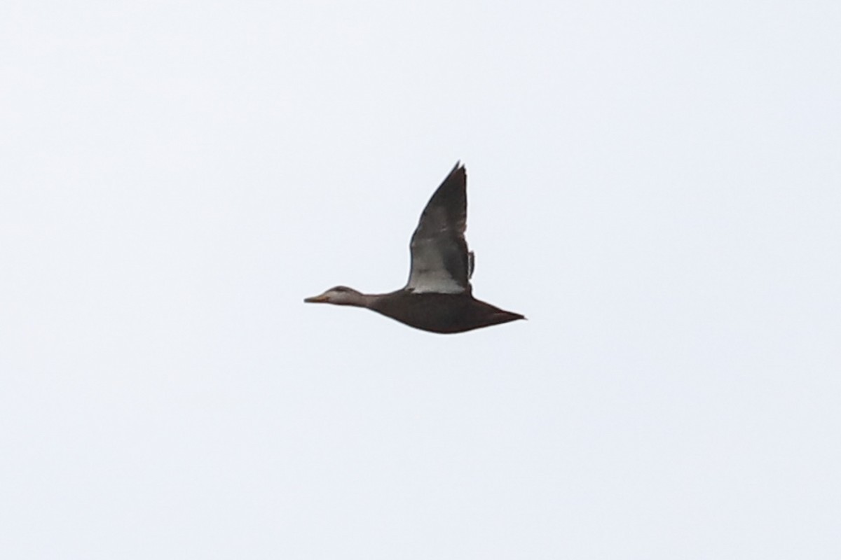 American Black Duck - ML611010290