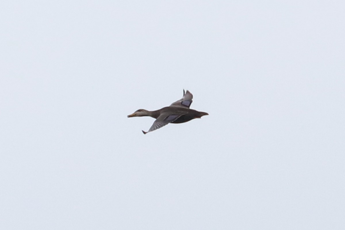American Black Duck - ML611010292