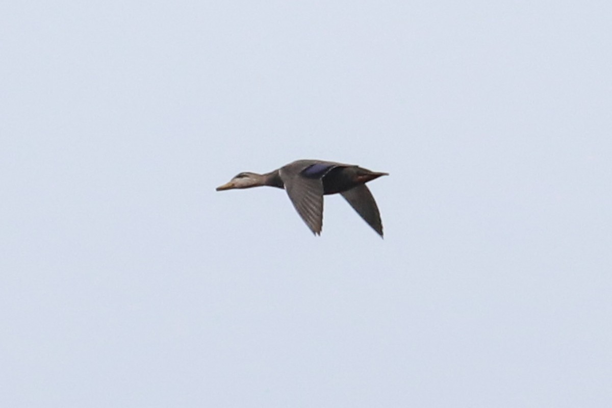 American Black Duck - ML611010293