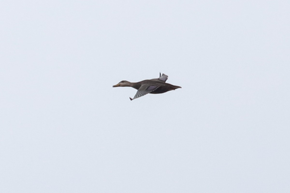 American Black Duck - ML611010294