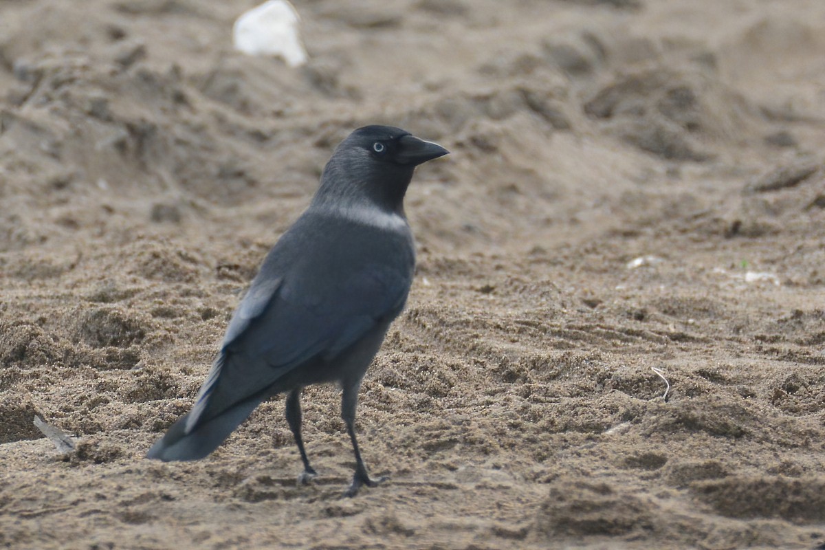 Eurasian Jackdaw - ML611010298