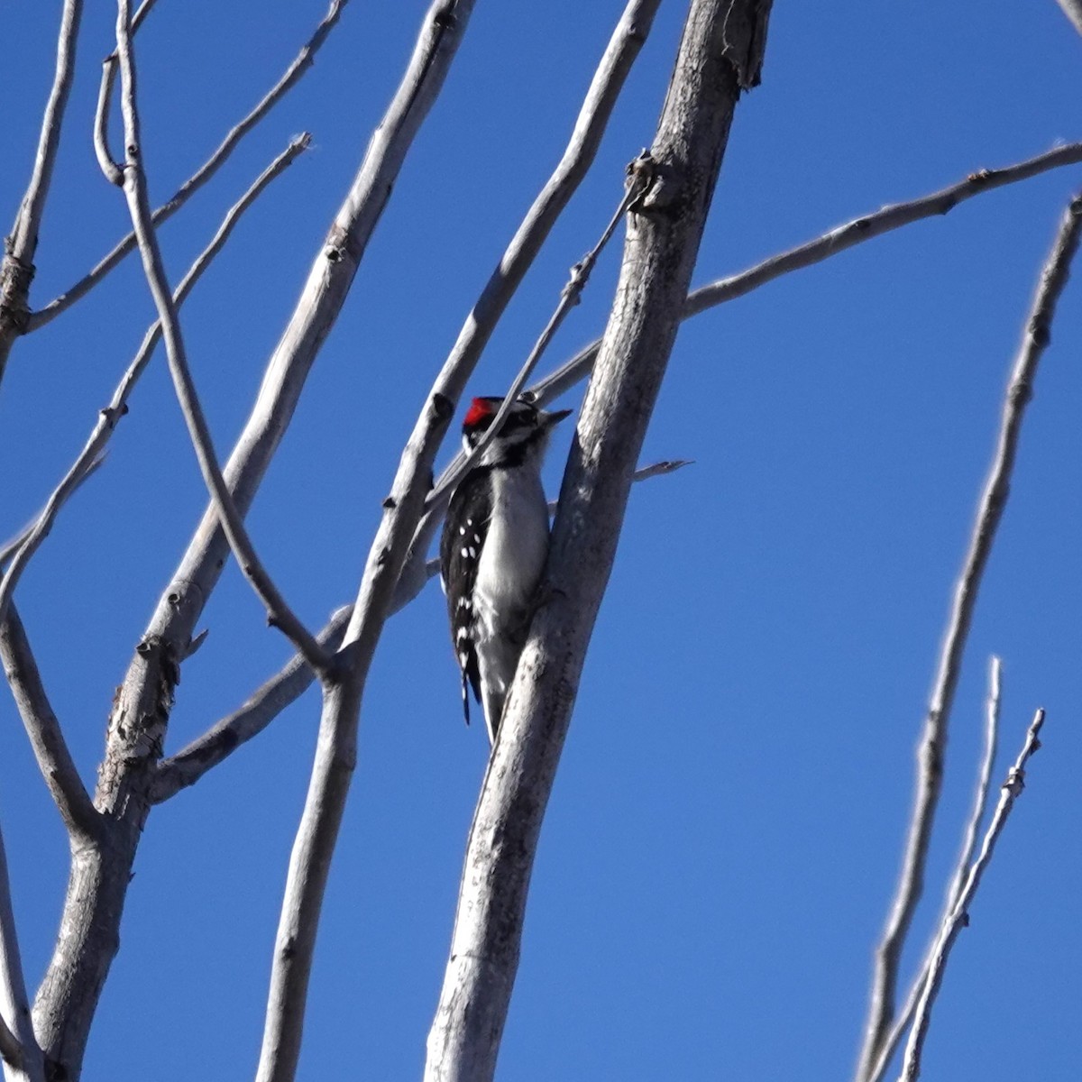 Downy Woodpecker - ML611010301