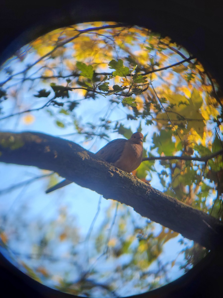 Mourning Dove - ML611010308