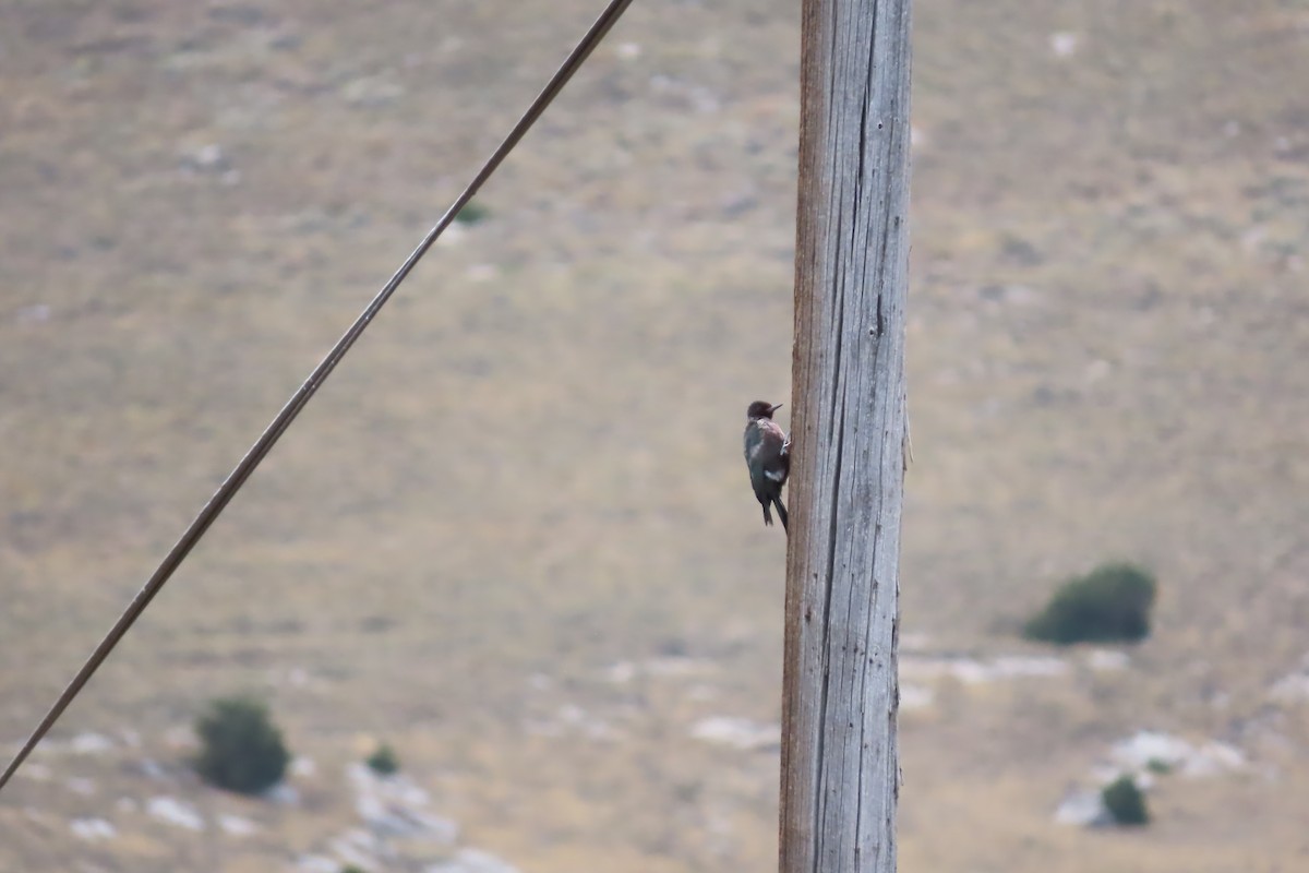 Lewis's Woodpecker - ML611010316