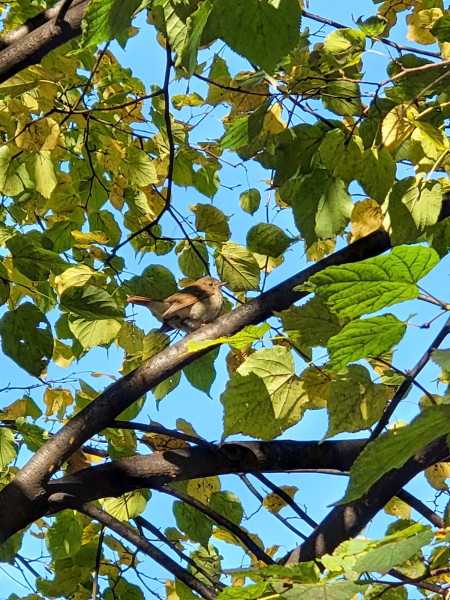 Hermit Thrush - ML611010349