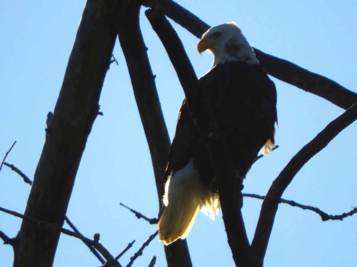 Bald Eagle - ML611010491