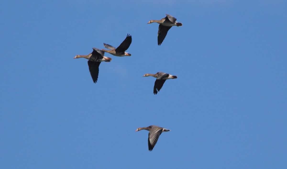 Greater White-fronted Goose - ML611010518