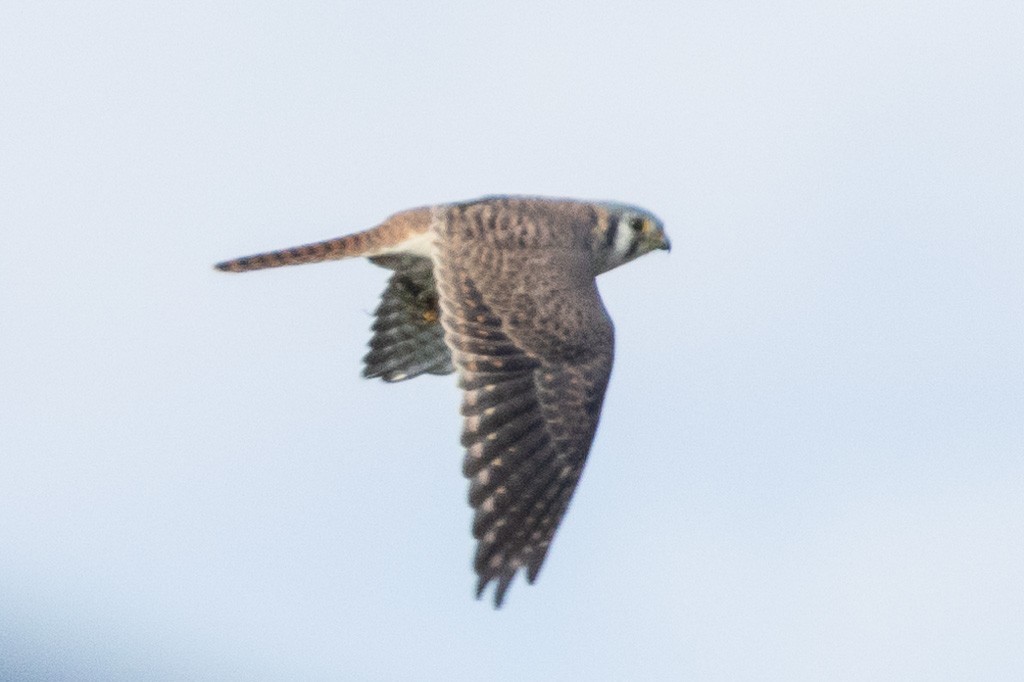 American Kestrel - ML611010677