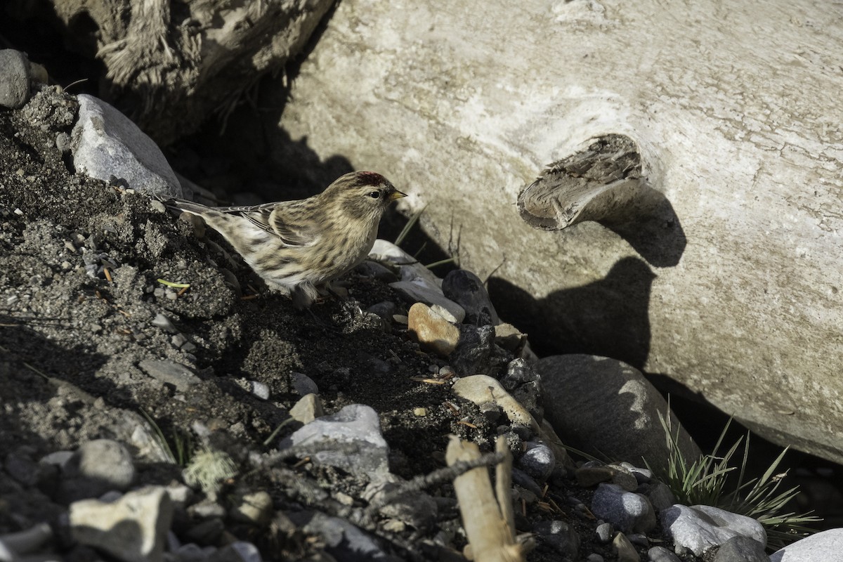 Common Redpoll - ML611010753