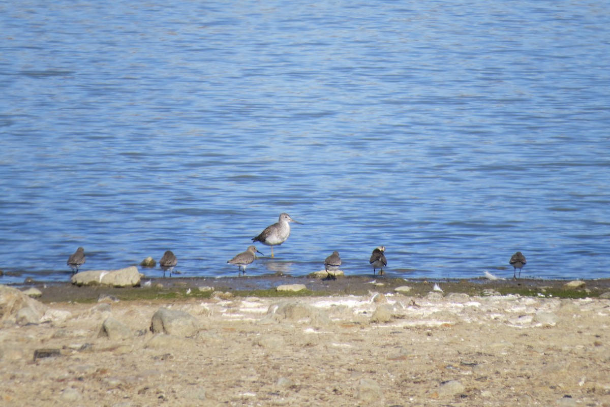 Greater Yellowlegs - ML611010794