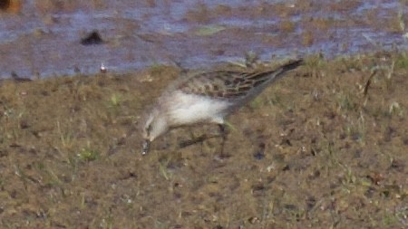 White-rumped Sandpiper - ML611010803