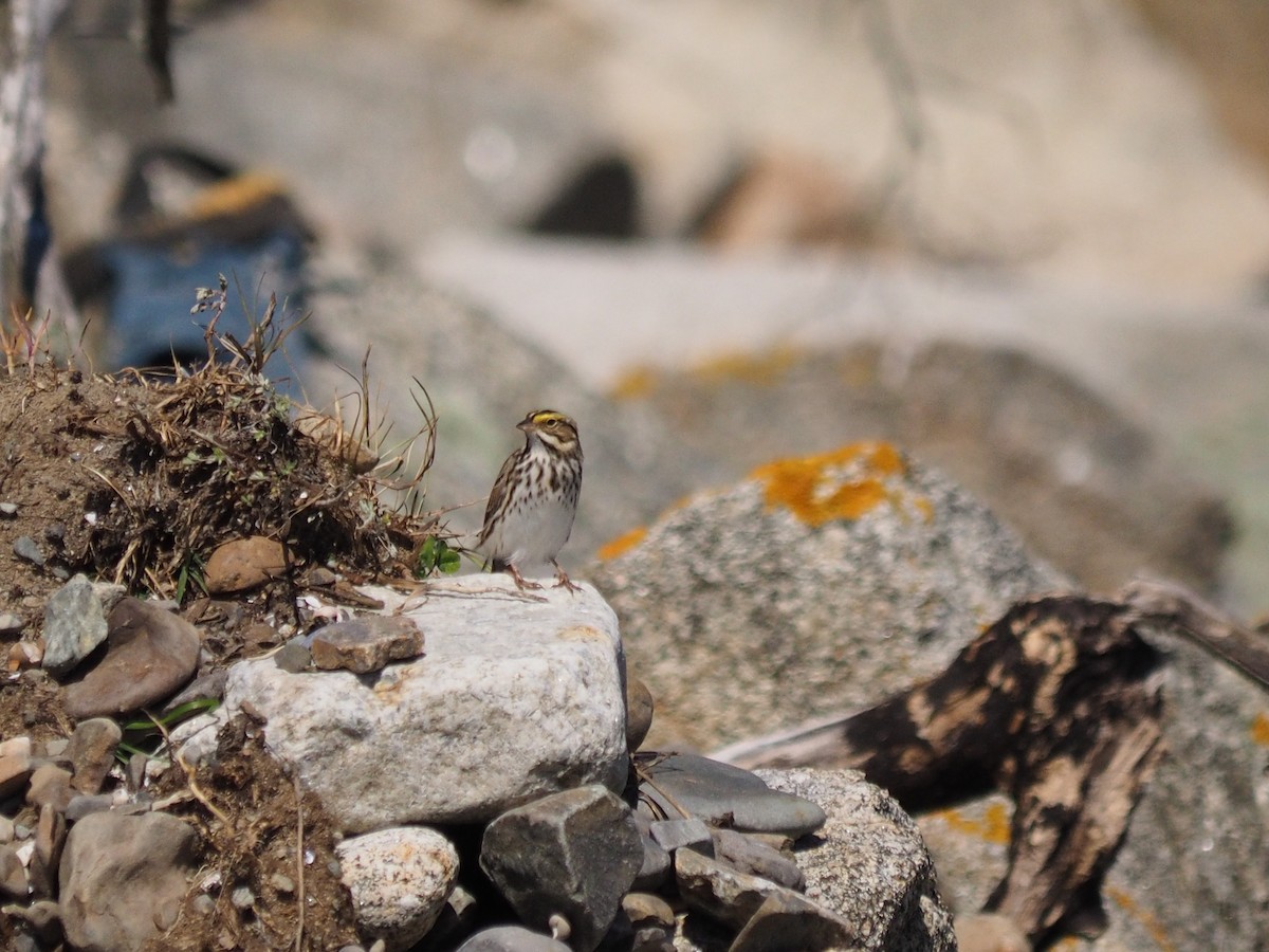 Savannah Sparrow - Marian Zimmerman