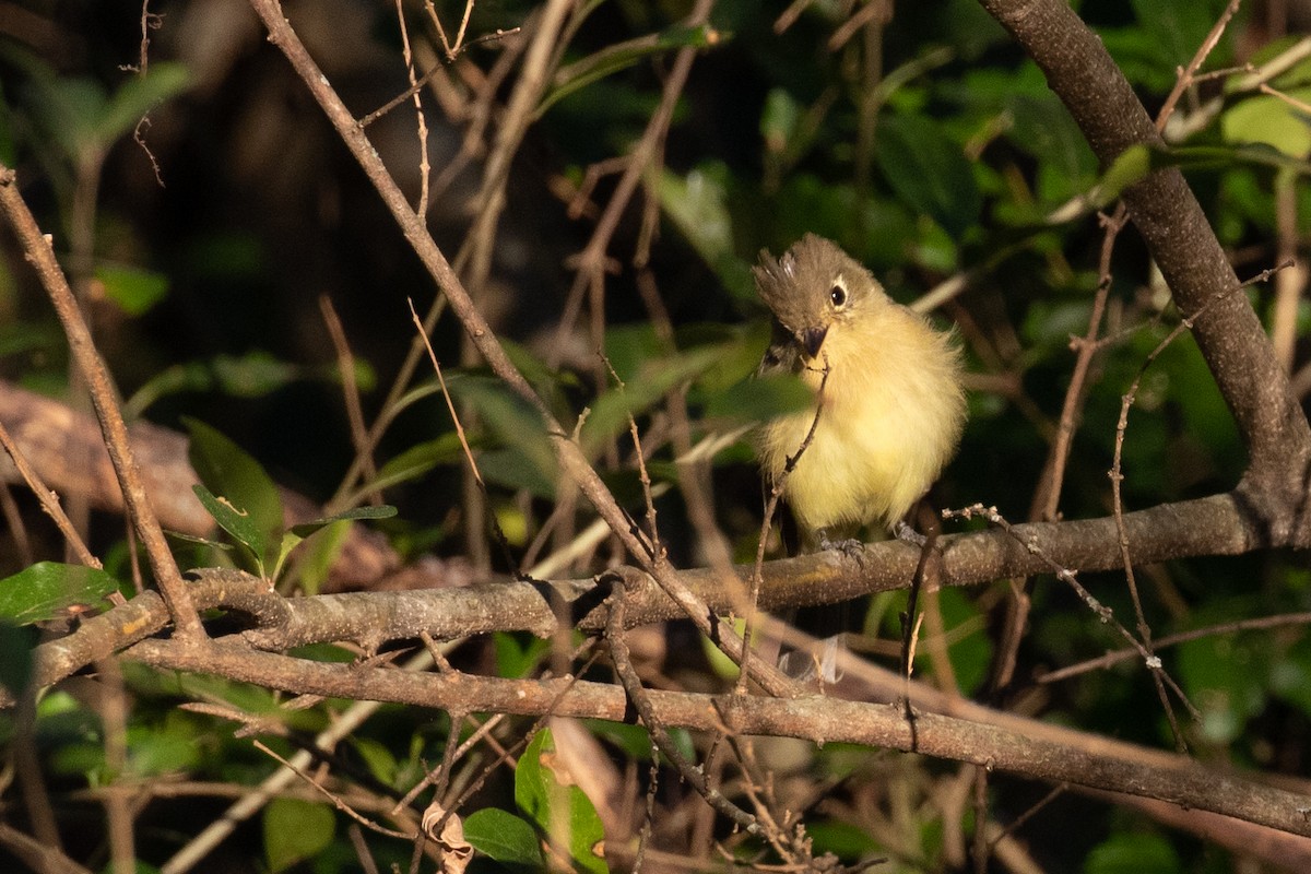 Western Flycatcher - ML611010856