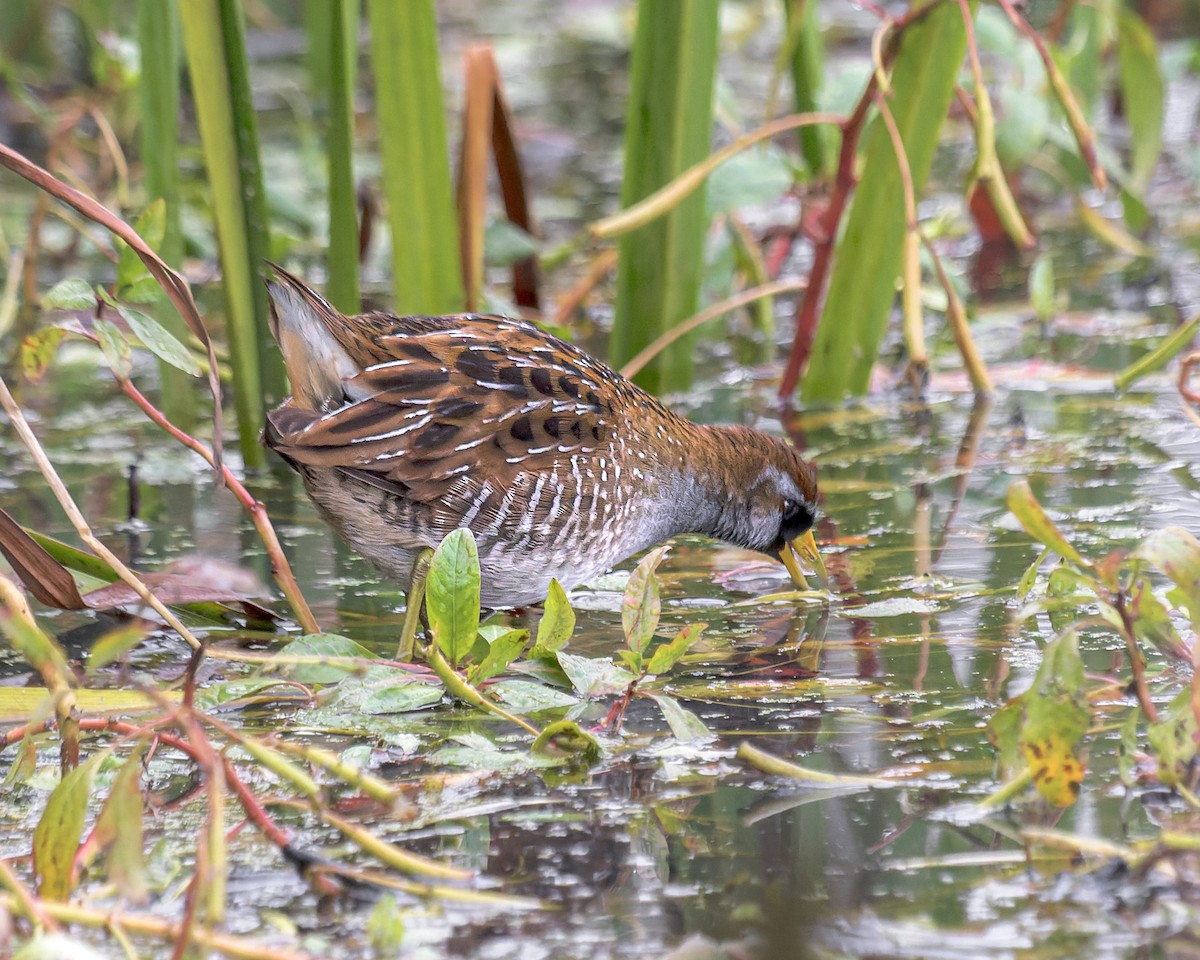 Sora Suyelvesi - ML611010931