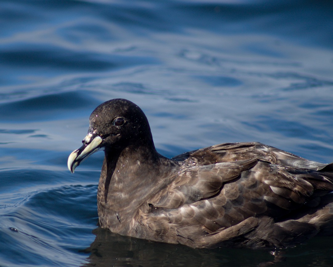 White-chinned Petrel - ML611010954