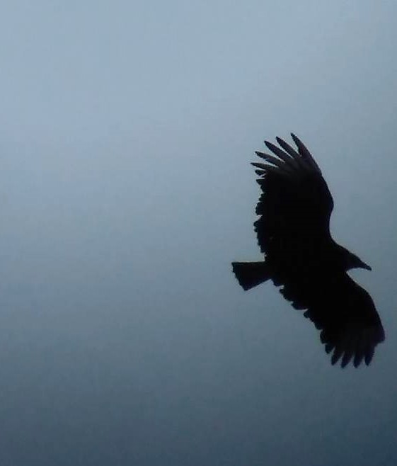 Black Vulture - Laetitia Desbordes
