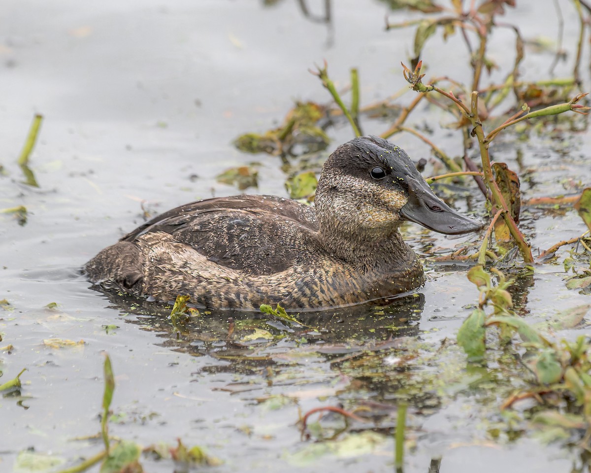 Ruddy Duck - Daniel S.