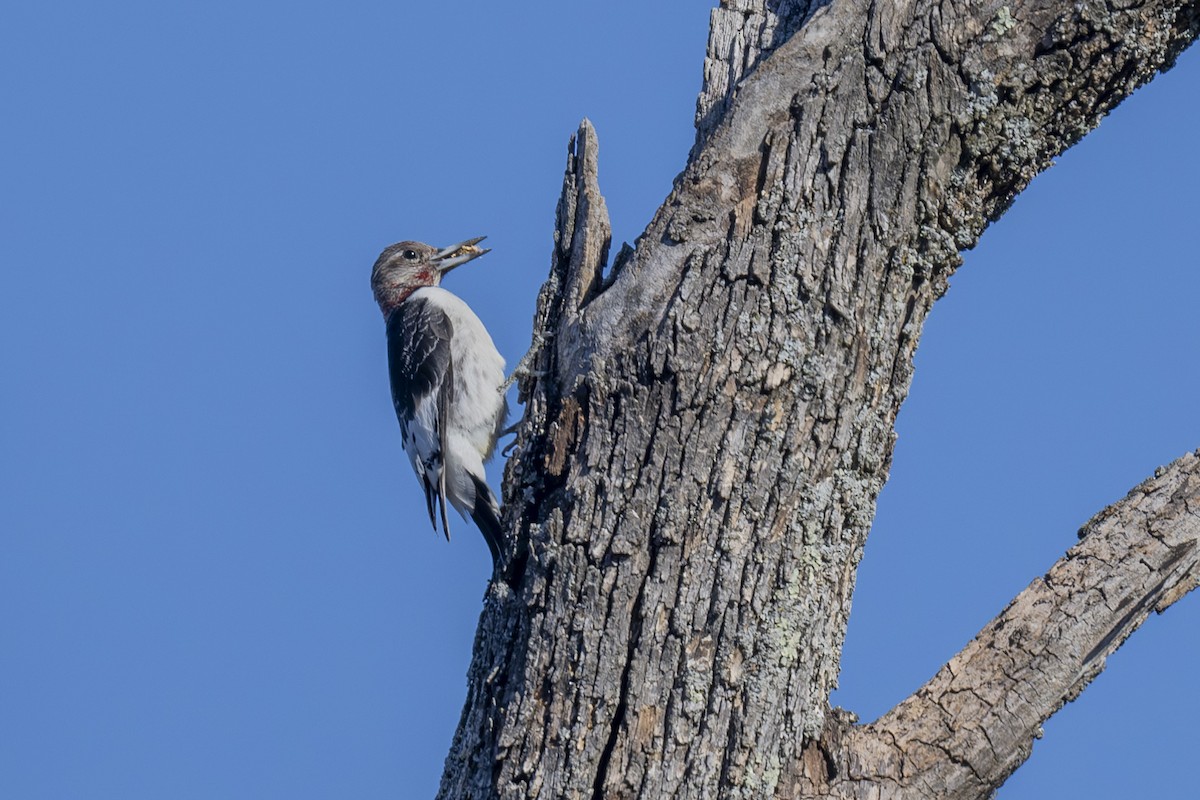 Red-headed Woodpecker - Mark Elkins