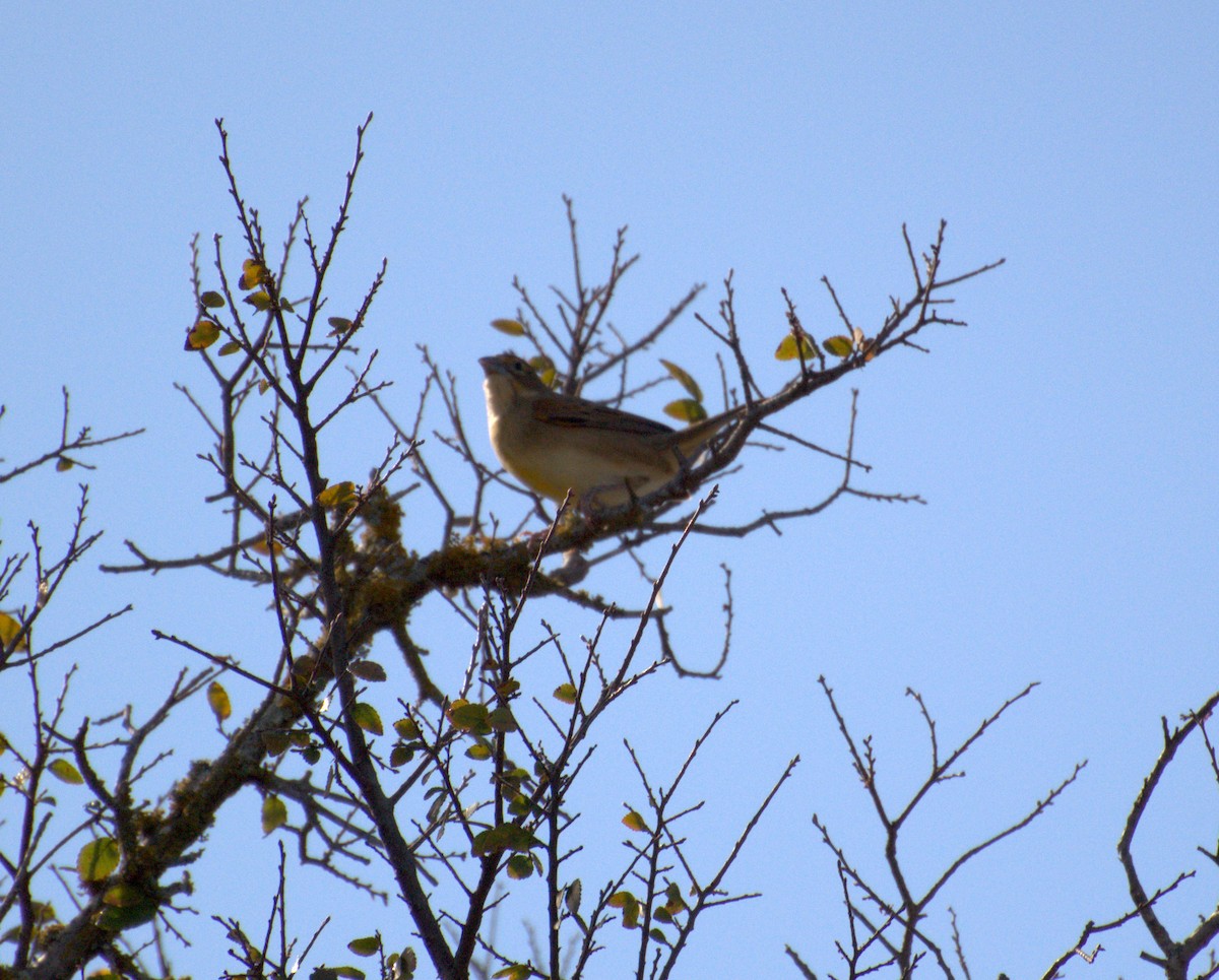 Dickcissel d'Amérique - ML611011014